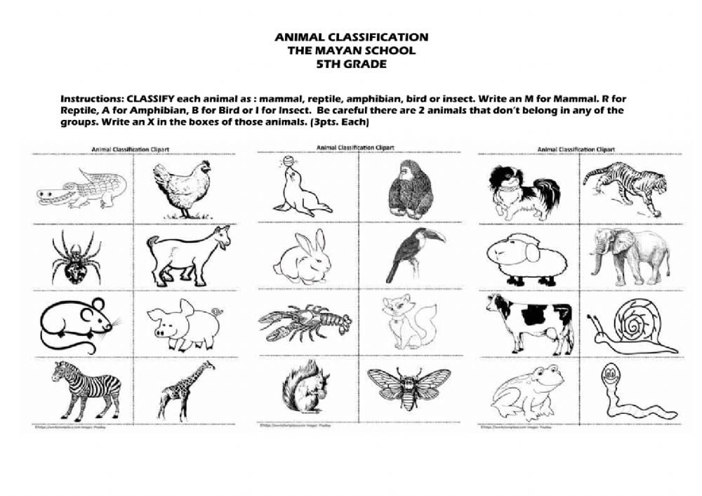 Animal Classification Worksheet For Th Grade