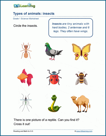 Animal Classification Worksheets