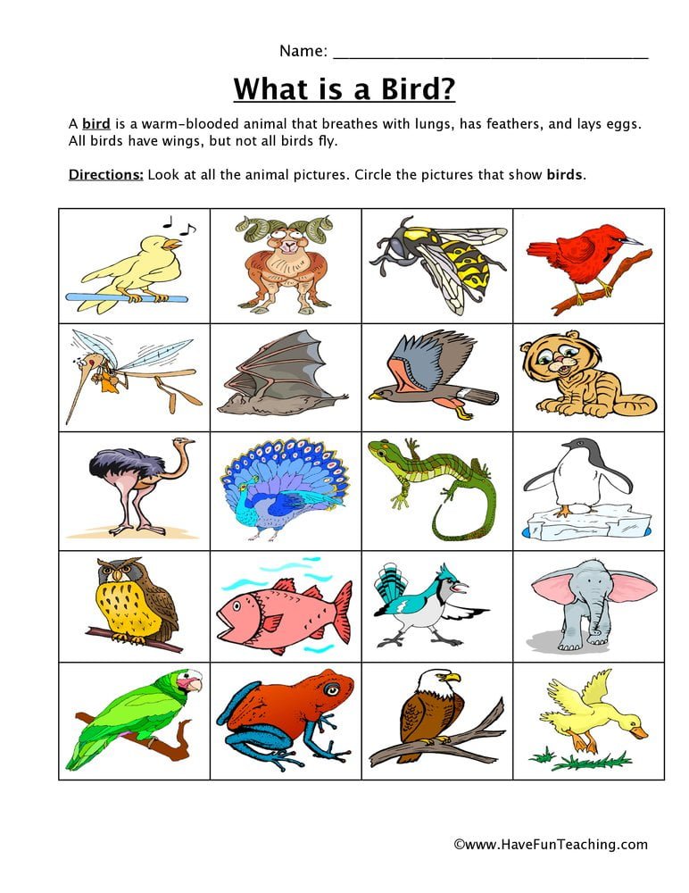 Bird Classification Worksheet