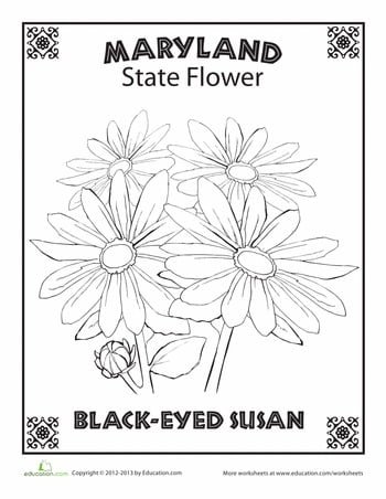 Maryland State Flower