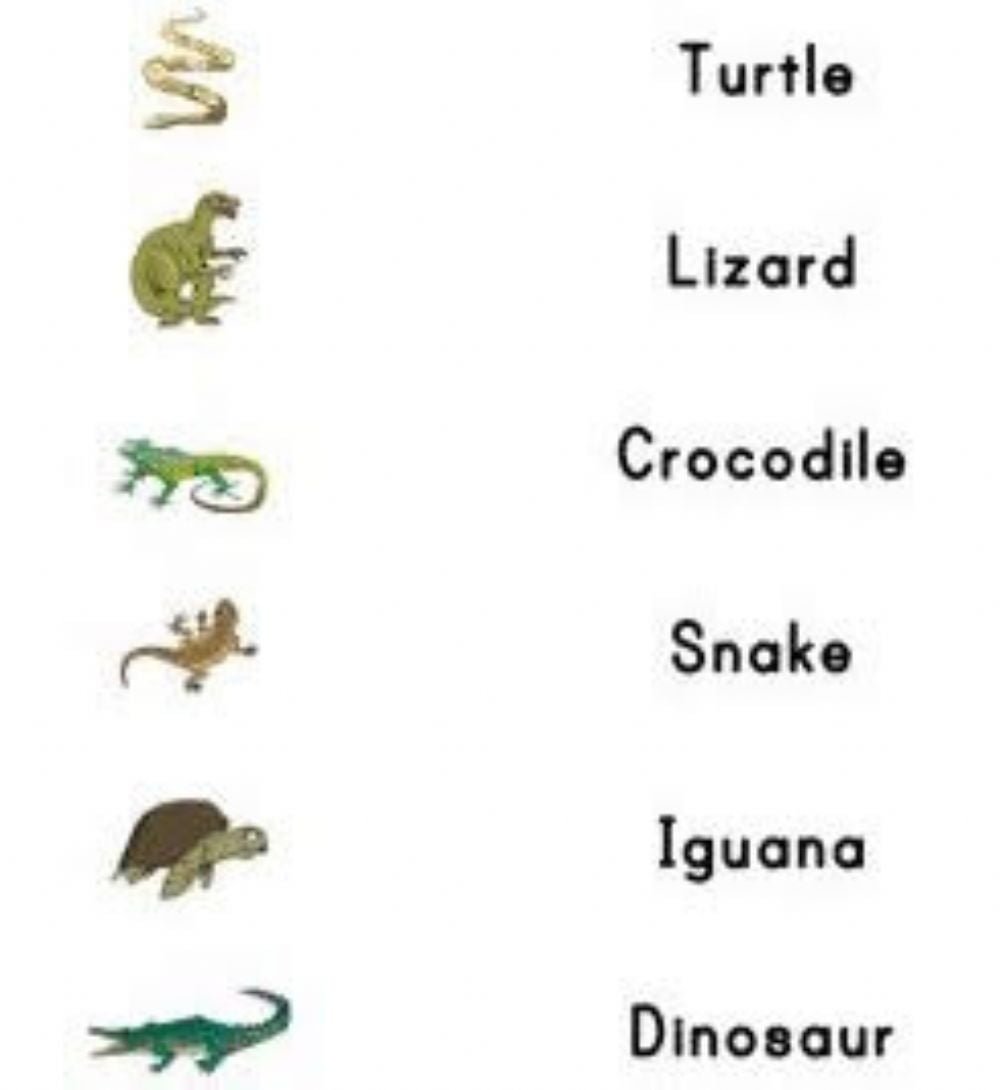 Reptiles Worksheets - WorksheetsCity