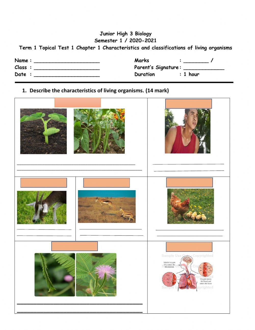Characteristics And Classification Of Living Organisms Worksheet