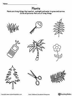 Free Understand Living Things Plants