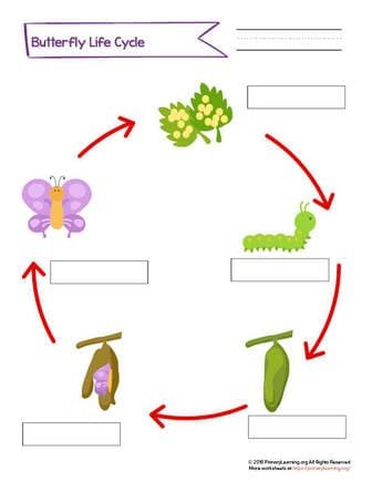 Label The Stages Of The Butterfly Life Cycle