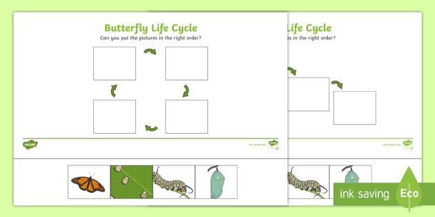 Minibeasts Life Cycle Of A Butterfly Worksheets