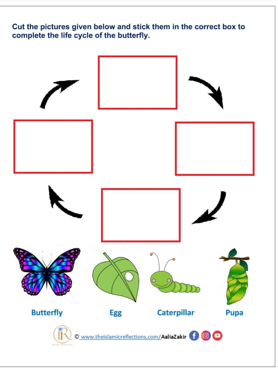 Life Cycle Of A Butterfly