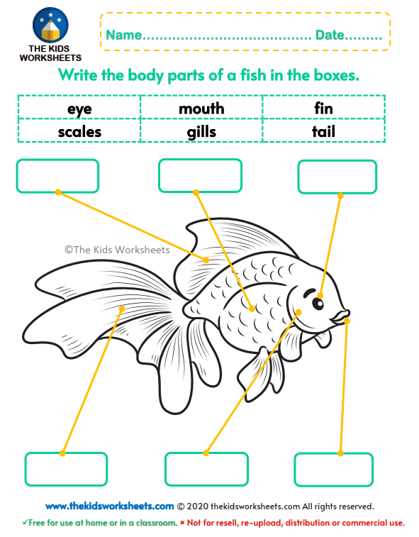 Fish глагол. Fish body Parts for Kids. Fish Parts of body for Kids Worksheets. Parts of the Fish body Worksheet. Parts of the body Worksheet for Kids прописи.